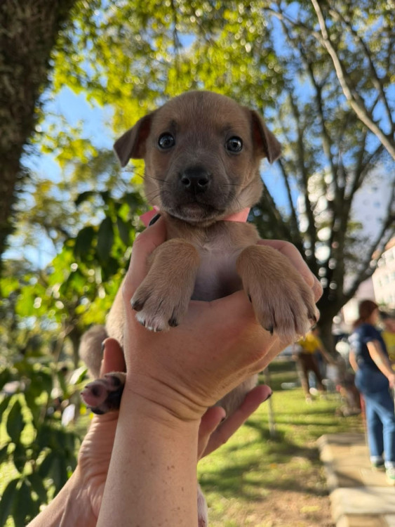 filhote-femea-2-adocao-doacao-cachorro-gato-2