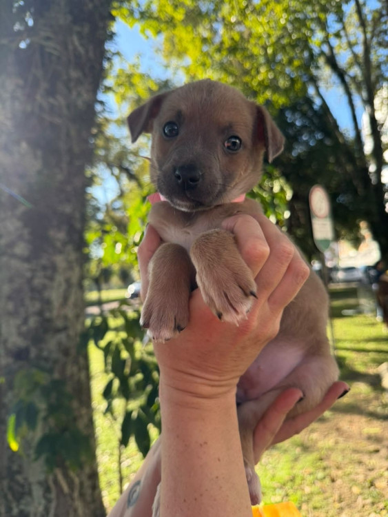 filhote-femea-2-adocao-doacao-cachorro-gato-0