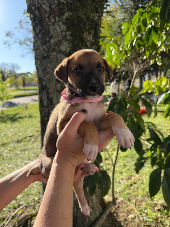 filhote-femea-1-adocao-doacao-cachorro-gato-3