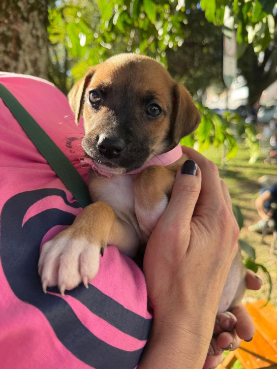 filhote-femea-1-adocao-doacao-cachorro-gato-0