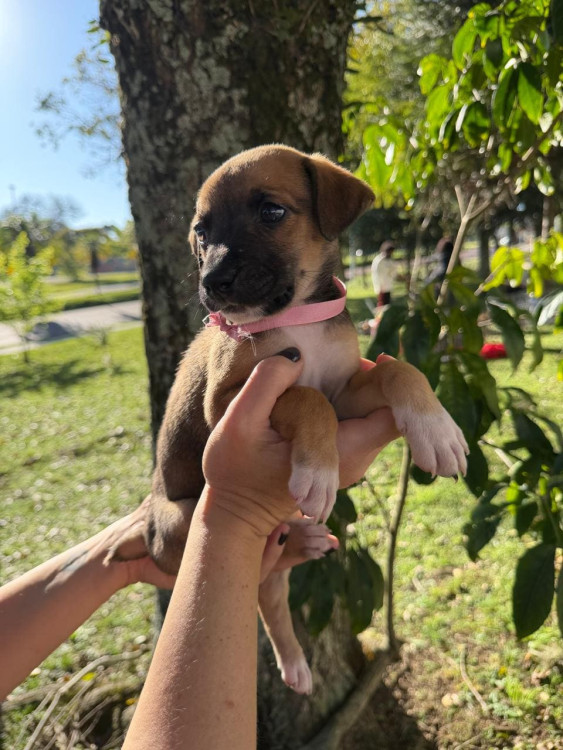 filhote-femea-1-adocao-doacao-cachorro-gato-2