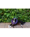 joaquim-border-collie-para-adocao-responsavel-small-4