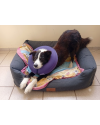 joaquim-border-collie-para-adocao-responsavel-small-1