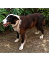 joaquim-border-collie-para-adocao-responsavel-small-2