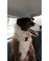 joaquim-border-collie-para-adocao-responsavel-small-0