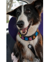 joaquim-border-collie-para-adocao-responsavel-small-3