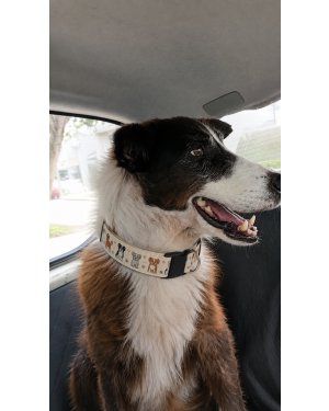Joaquim, border collie para adoção responsável!