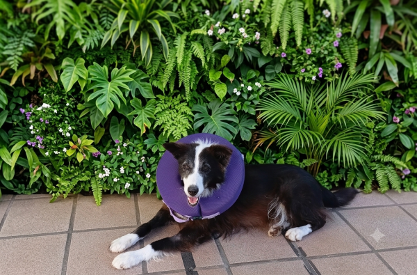 joaquim-border-collie-para-adocao-responsavel-adocao-doacao-cachorro-gato-4
