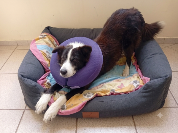 joaquim-border-collie-para-adocao-responsavel-adocao-doacao-cachorro-gato-1