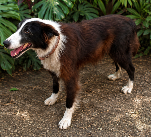 joaquim-border-collie-para-adocao-responsavel-adocao-doacao-cachorro-gato-2