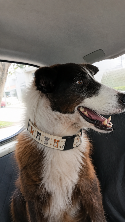 joaquim-border-collie-para-adocao-responsavel-adocao-doacao-cachorro-gato-0