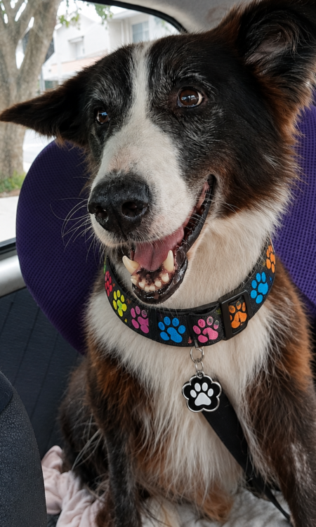 joaquim-border-collie-para-adocao-responsavel-adocao-doacao-cachorro-gato-3