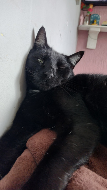 doacao-conjunta-adocao-doacao-cachorro-gato-0