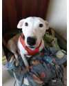 blanca-fofura-de-bull-terrier-para-adocao-mega-responsavel-small-0