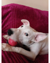 blanca-fofura-de-bull-terrier-para-adocao-mega-responsavel-small-4