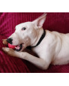 blanca-fofura-de-bull-terrier-para-adocao-mega-responsavel-small-1