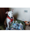 blanca-fofura-de-bull-terrier-para-adocao-mega-responsavel-small-2