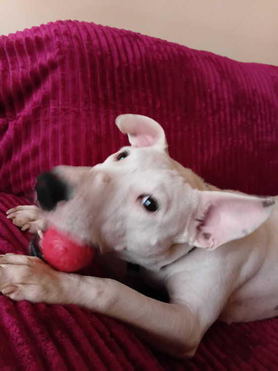 blanca-fofura-de-bull-terrier-para-adocao-mega-responsavel-adocao-doacao-cachorro-gato-4