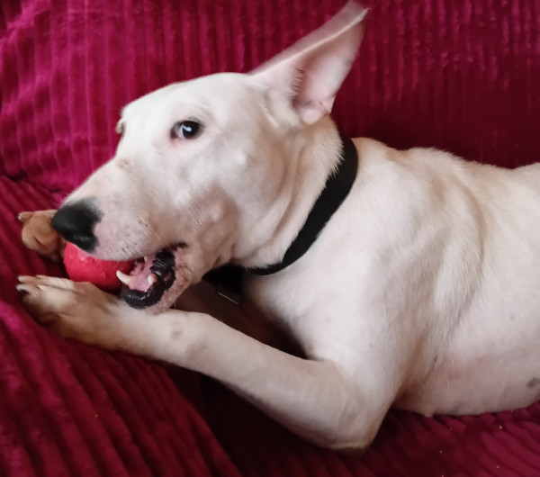 blanca-fofura-de-bull-terrier-para-adocao-mega-responsavel-adocao-doacao-cachorro-gato-1