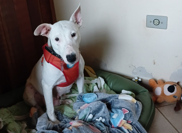 blanca-fofura-de-bull-terrier-para-adocao-mega-responsavel-adocao-doacao-cachorro-gato-2
