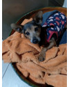 mickey-um-doguinho-pra-la-de-especial-small-4