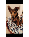 mickey-um-doguinho-pra-la-de-especial-small-3