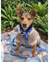 mickey-um-doguinho-pra-la-de-especial-small-1