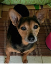 mickey-um-doguinho-pra-la-de-especial-small-2