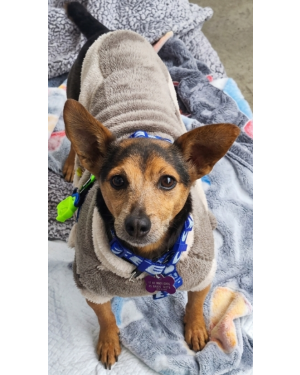 Mickey, um doguinho prá lá de especial!