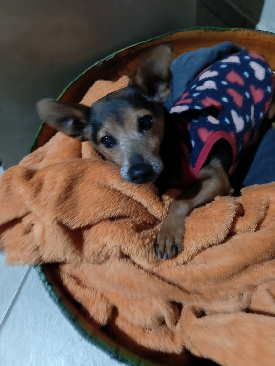 mickey-um-doguinho-pra-la-de-especial-adocao-doacao-cachorro-gato-4