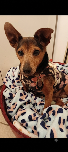 mickey-um-doguinho-pra-la-de-especial-adocao-doacao-cachorro-gato-3
