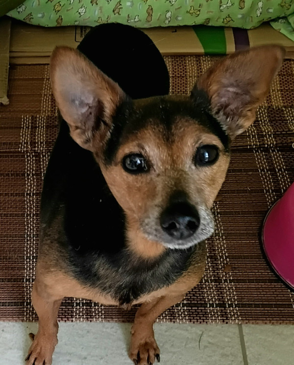 mickey-um-doguinho-pra-la-de-especial-adocao-doacao-cachorro-gato-2