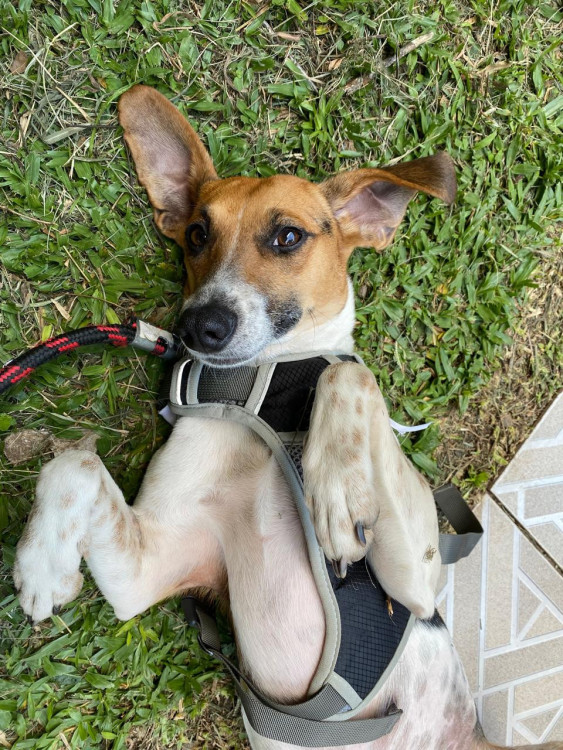 segunda-linda-menina-para-adocao-adocao-doacao-cachorro-gato-3
