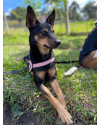 terca-a-cachorrinha-amorosa-small-3