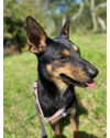 terca-a-cachorrinha-amorosa-small-1