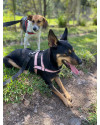 terca-a-cachorrinha-amorosa-small-2