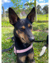 terca-a-cachorrinha-amorosa-small-4