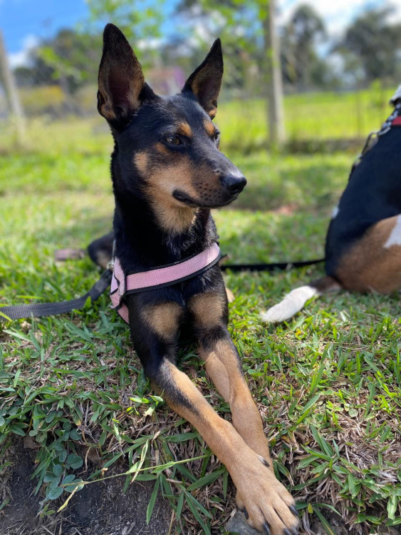 terca-a-cachorrinha-amorosa-adocao-doacao-cachorro-gato-3