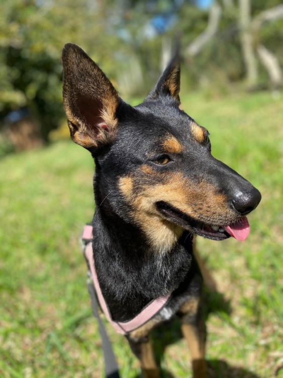 terca-a-cachorrinha-amorosa-adocao-doacao-cachorro-gato-1