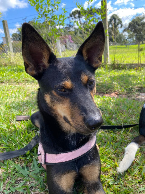 terca-a-cachorrinha-amorosa-adocao-doacao-cachorro-gato-4