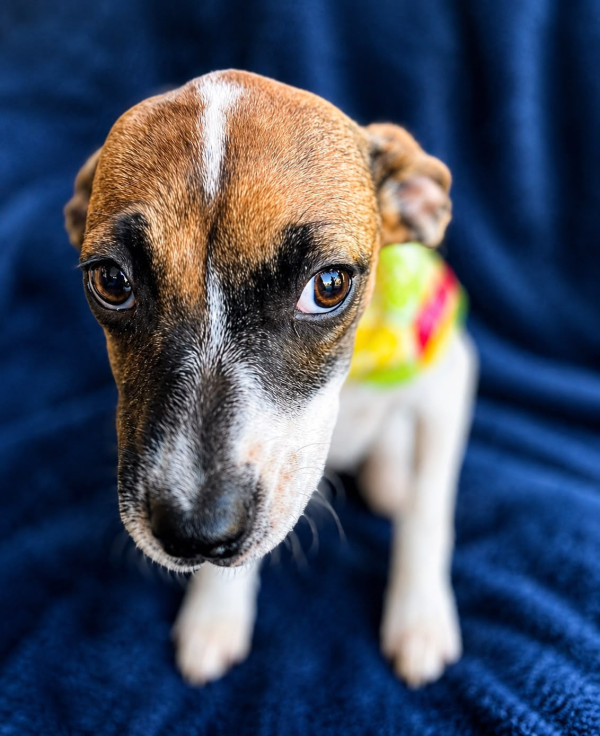 pitanga-uma-mocinha-linda-de-viver-adocao-doacao-cachorro-gato-1