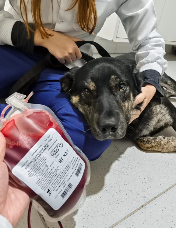 um-novo-comeco-para-um-grande-companheiro-adocao-doacao-cachorro-gato-2