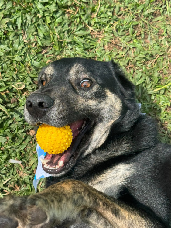 um-novo-comeco-para-um-grande-companheiro-adocao-doacao-cachorro-gato-0
