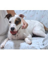 cachorrinha-zara-precisa-de-um-novo-lar-small-0