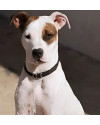 cachorrinha-zara-precisa-de-um-novo-lar-small-2