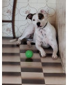 cachorrinha-zara-precisa-de-um-novo-lar-small-1