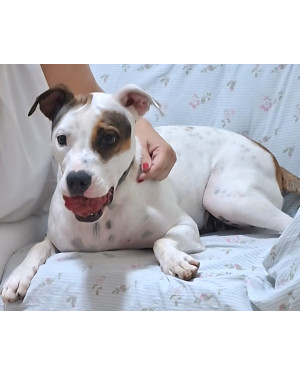 Cachorrinha Zara precisa de um novo lar