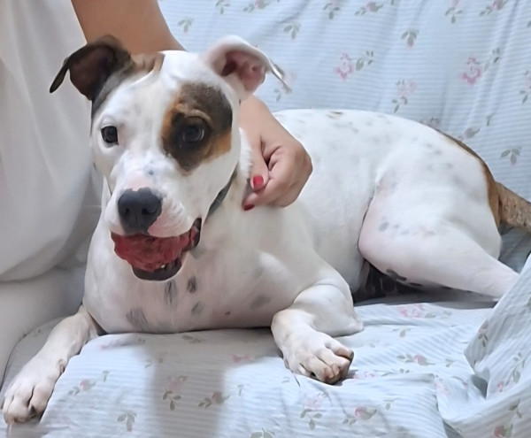 cachorrinha-zara-precisa-de-um-novo-lar-adocao-doacao-cachorro-gato-0