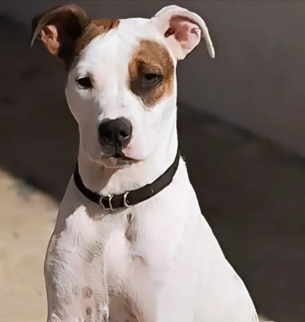 cachorrinha-zara-precisa-de-um-novo-lar-adocao-doacao-cachorro-gato-2