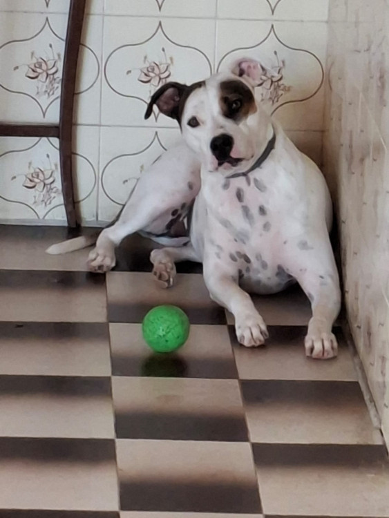 cachorrinha-zara-precisa-de-um-novo-lar-adocao-doacao-cachorro-gato-1